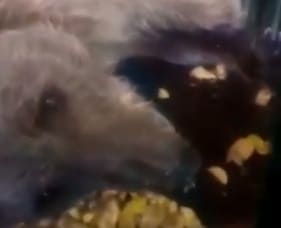The plight of the brown bear in Islamabad Zoo