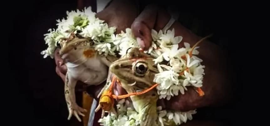 Two frogs married in India to bring rains