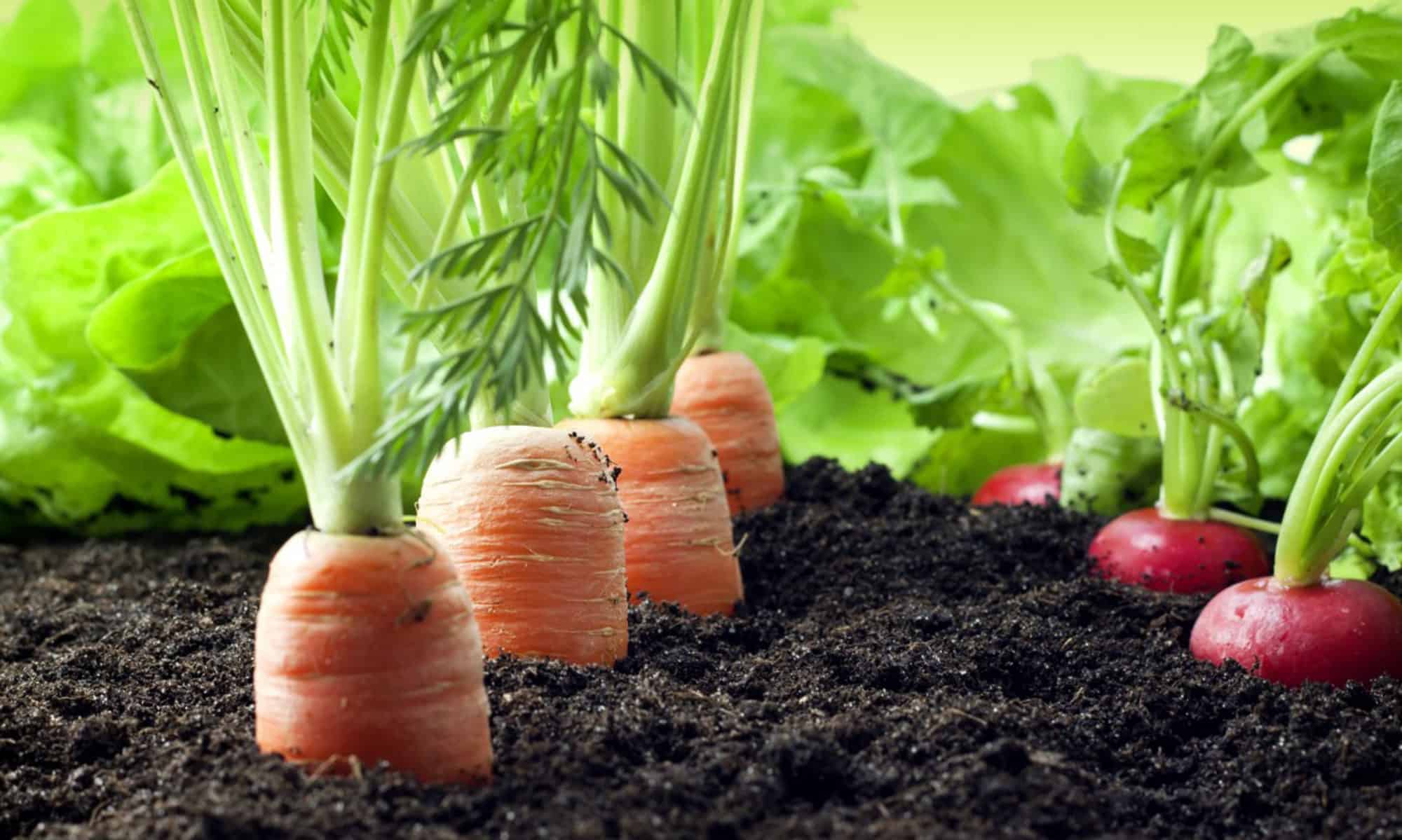 Healthy living: Organic products and where to buy them
