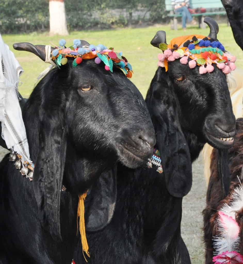 The Five-Hour Goat