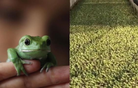 Amid frog meat rumours, Punjab to set up frog farms