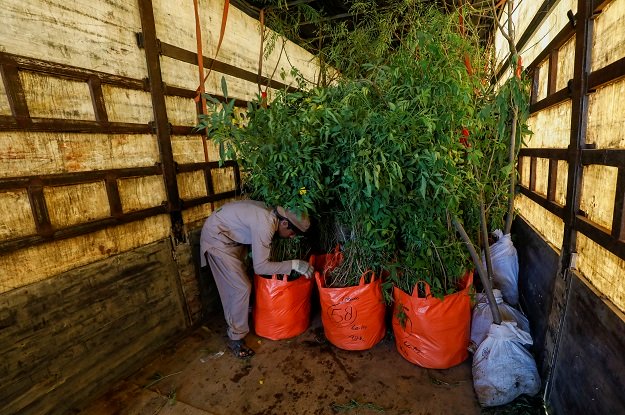 Karachi man sends 50,000 trees to Iraq to provide shade to pilgrims
