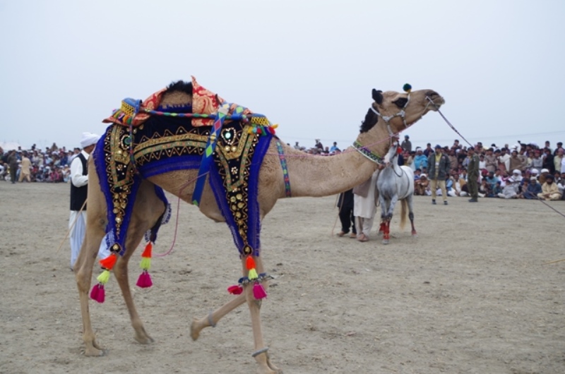 In Pictures: Animals walk the ramp at Rajan festival