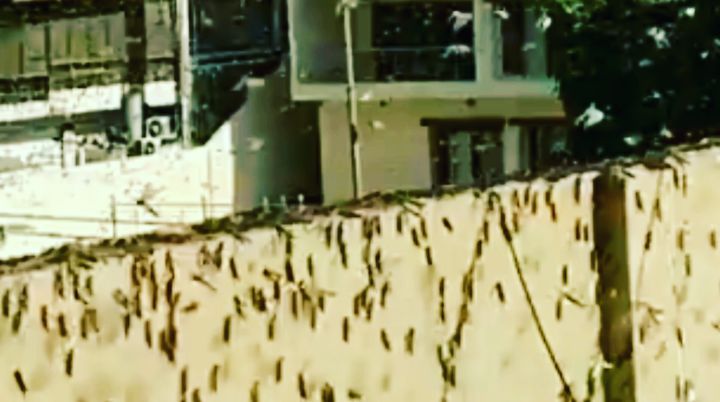 Eat Locust Biryani, says Sindh Minister after Locusts invade Karachi