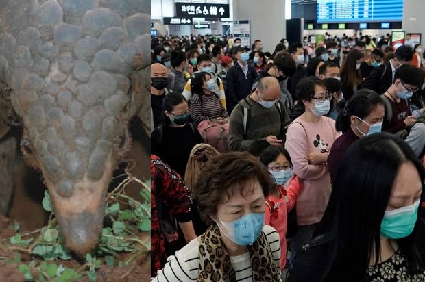 Did coronavirus reach China from Pakistan?