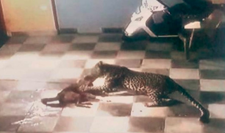 Fact Check: Did a leopard really attack a pet dog in Islamabad?