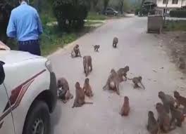 Islamabad cops feed monkeys during lockdown