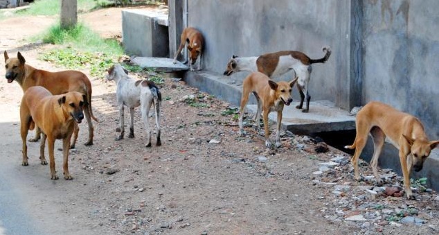 Cash reward for catching stray dogs in Peshawar