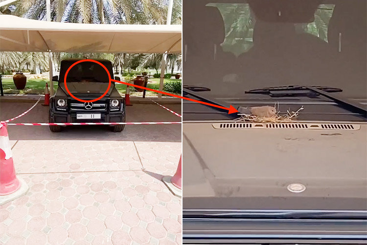 VIDEO: Dubai crown prince restricts access to his Mercedes SUV after bird builds nest on it