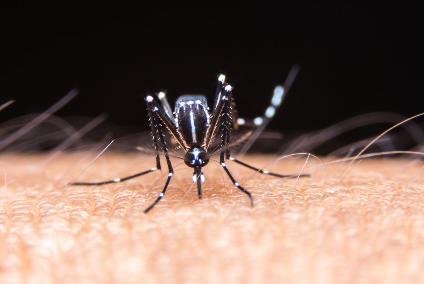 Study suggests dengue may provide immunity against COVID-19