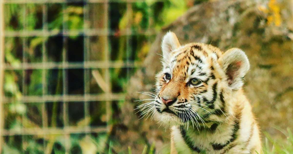 Couple receives tiger cub after ordering kitten online