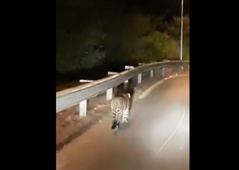 VIDEO: Leopard spotted near Margalla Hills in Islamabad