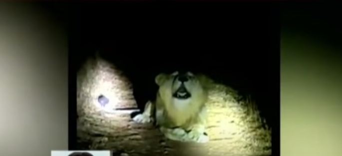 VIDEO: Fear among residents after lion spotted on streets of Rawalpindi