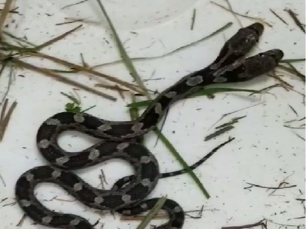 VIDEO: Woman finds two-headed snake at her house