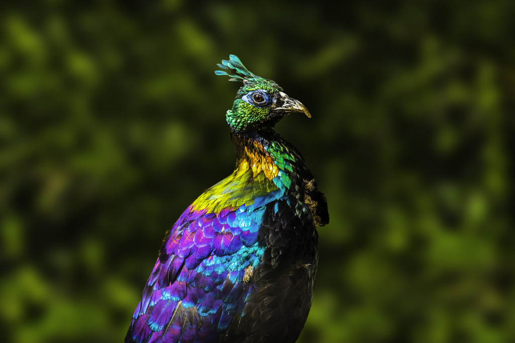 Man fined for illegally hunting rare bird in Parachinar