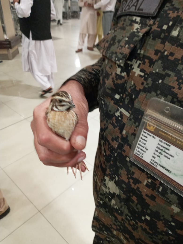Passenger arrested for carrying quail in pocket on Peshawar flight