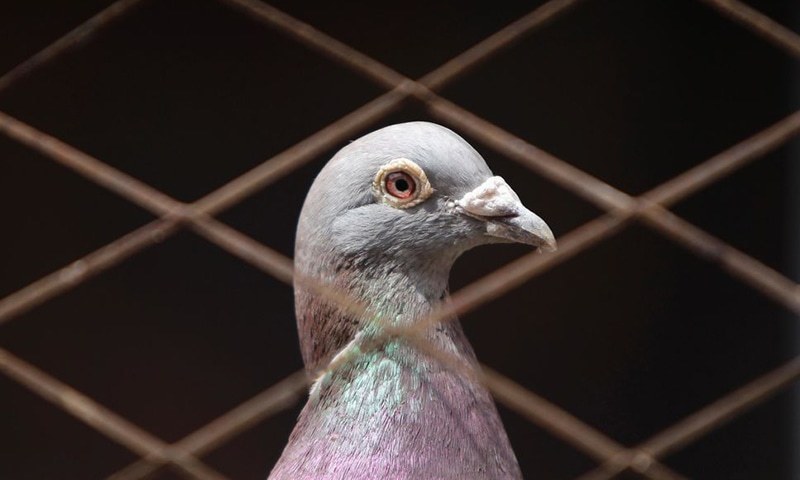 Indian forces lodge FIR against Pakistani spy pigeon