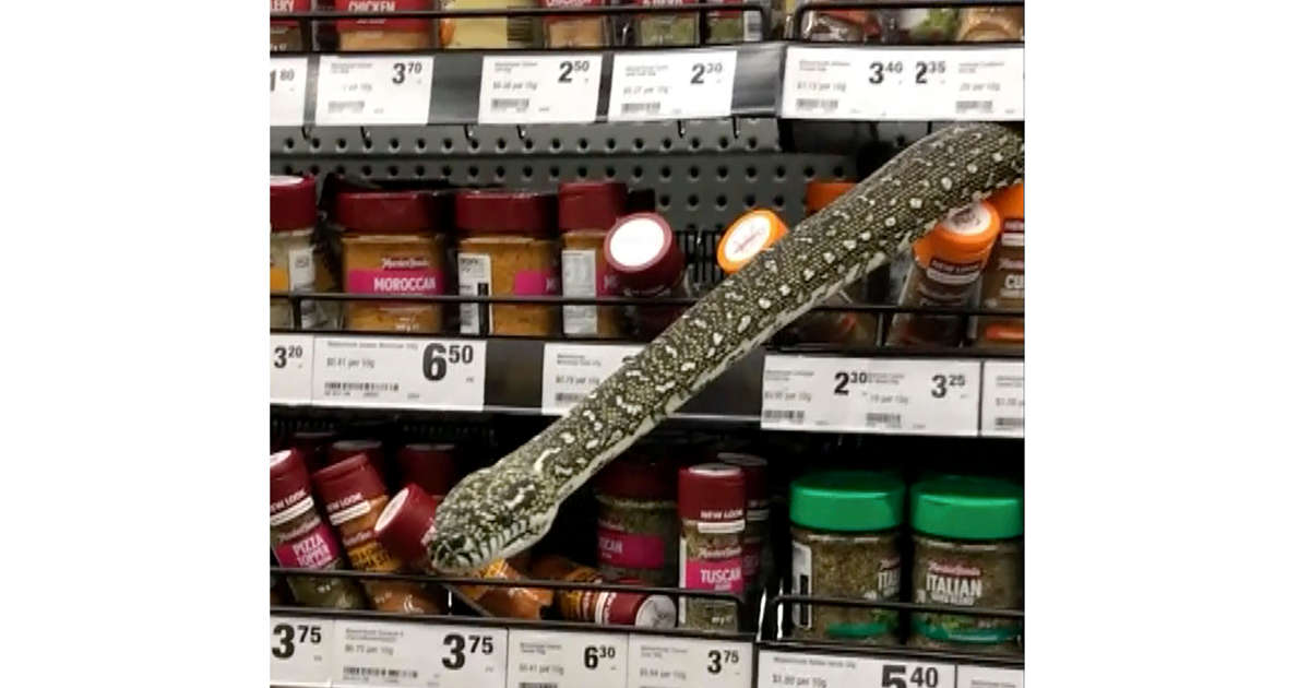 VIDEO: 10-foot-long python slides through grocery store racks