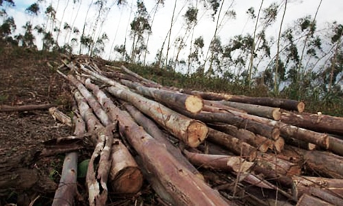 Those who cut trees in Lahore should be jailed, says court