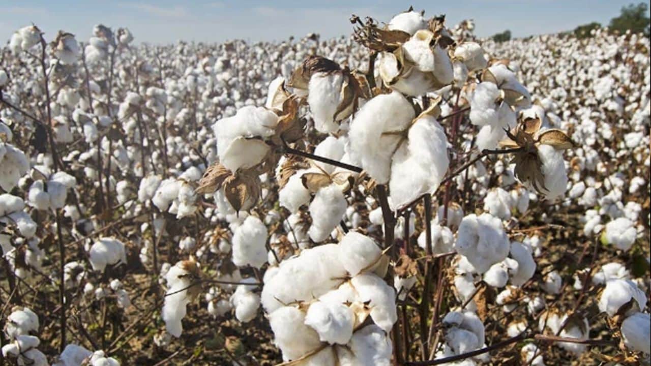 Pakistan’s cotton production surge offers hope for forex reserves