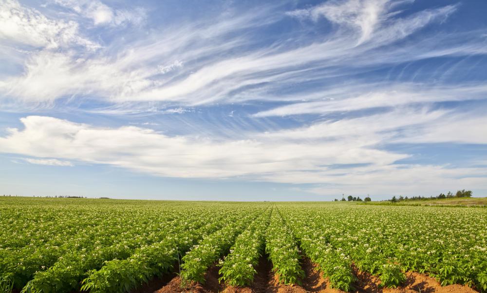 Sindh government allots 52,000 acres for corporate farming, Geo reports