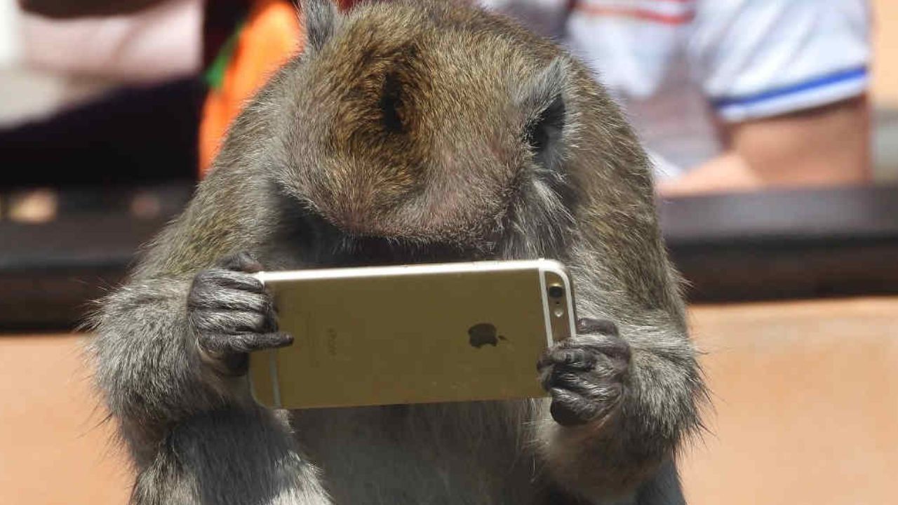 Watch: An iPhone stealing monkey in India