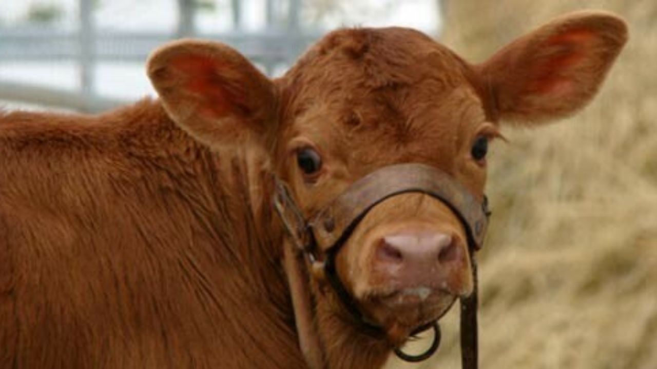 Pakistani scientists introduce first calf born through IVF
