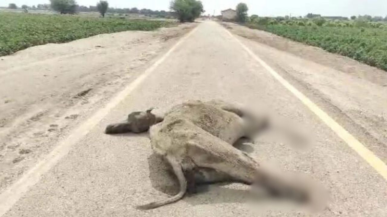 Dead camel, with all four legs amputated, found in Umarkot