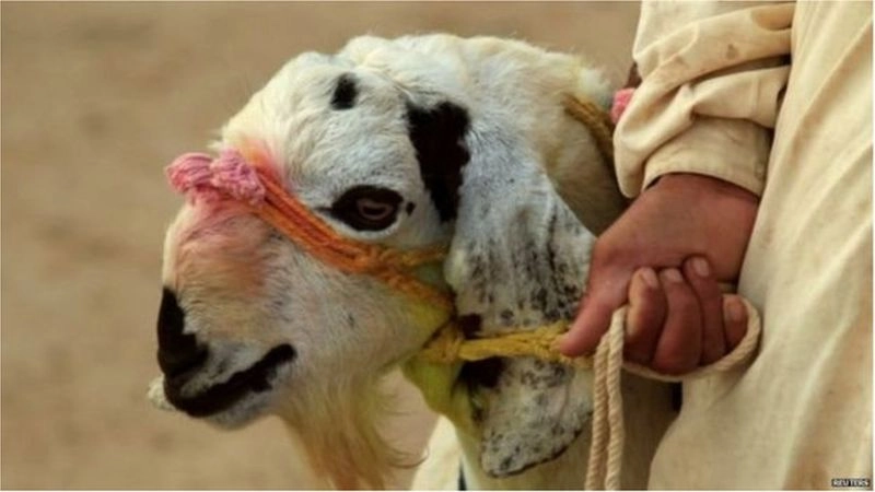 FIR registered against Ahmadis for sacrificing goats on Eid-ul-Azha