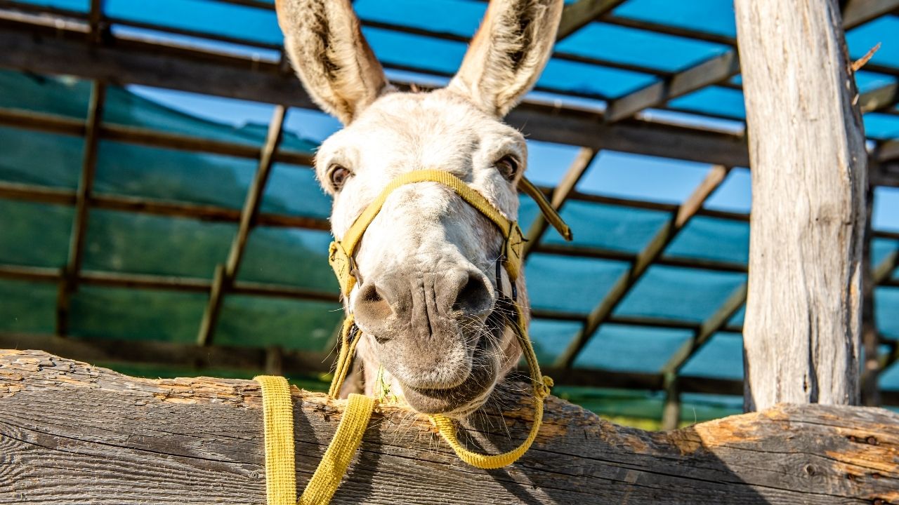 Export of donkey skin, meat from Pakistan to China confirmed