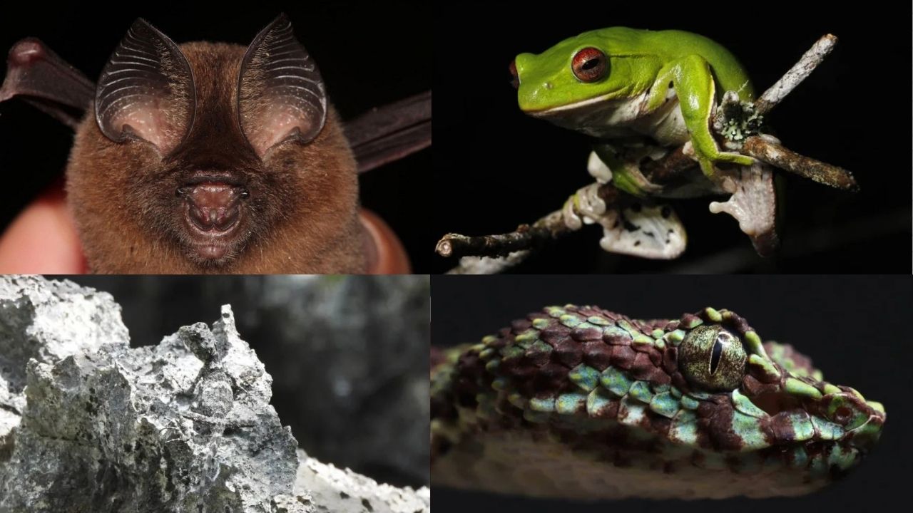 ‘Eyelash viper’, leaf-nosed bat among new species found in Mekong