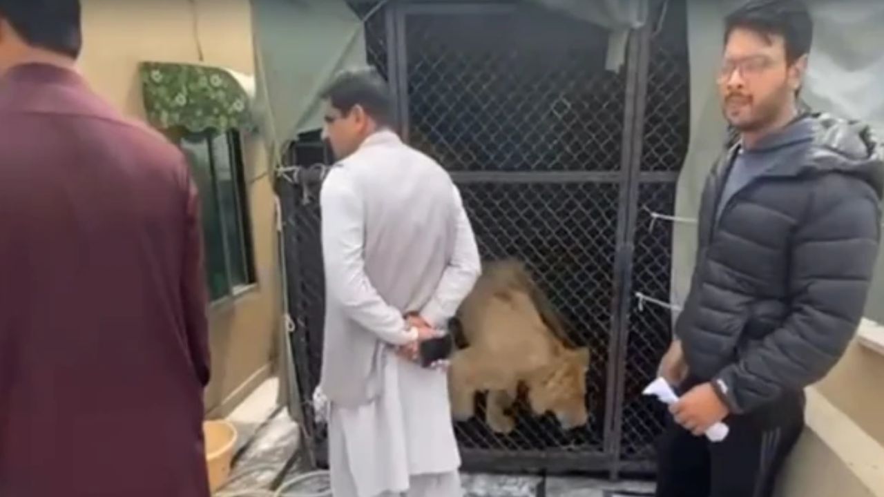 Lahore man arrested for keeping lion in cage on rooftop