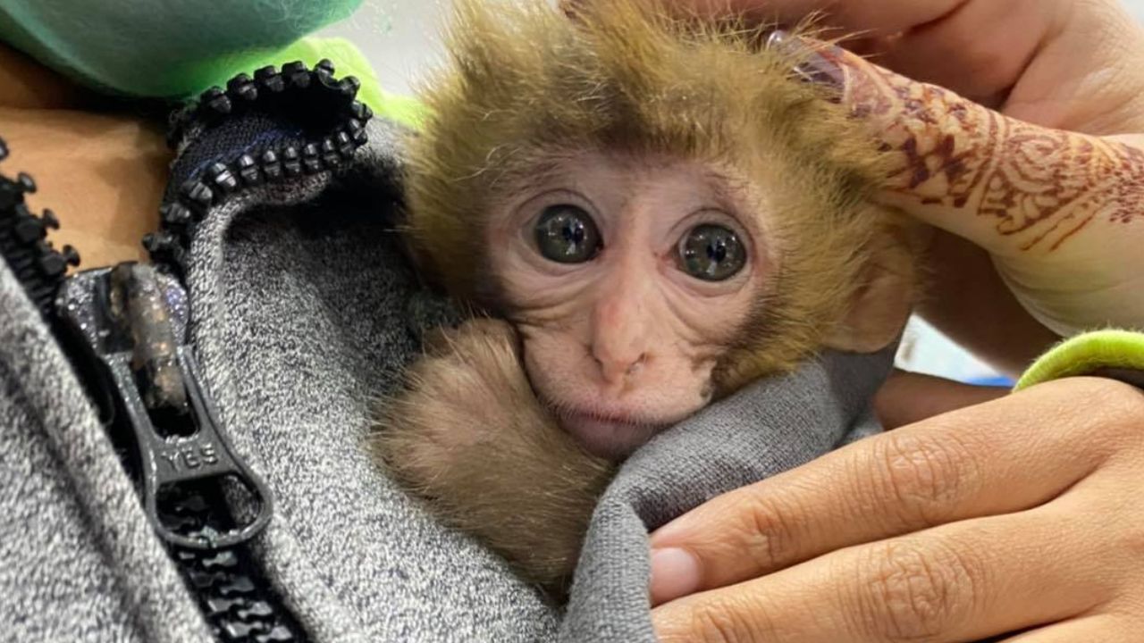 ACF at odds with govt as ministry seeks transfer of rescued monkeys to Lahore Zoo