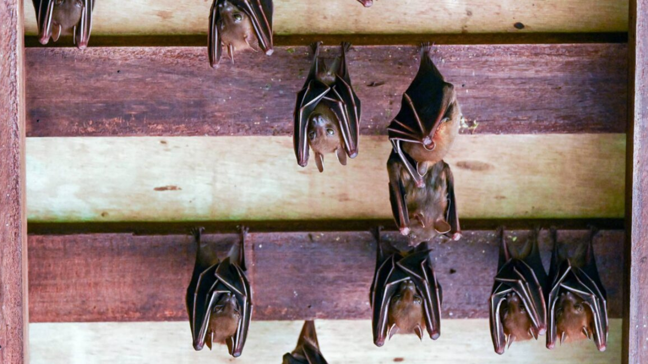 Australian man dies from ‘extremely rare’ bat bite virus