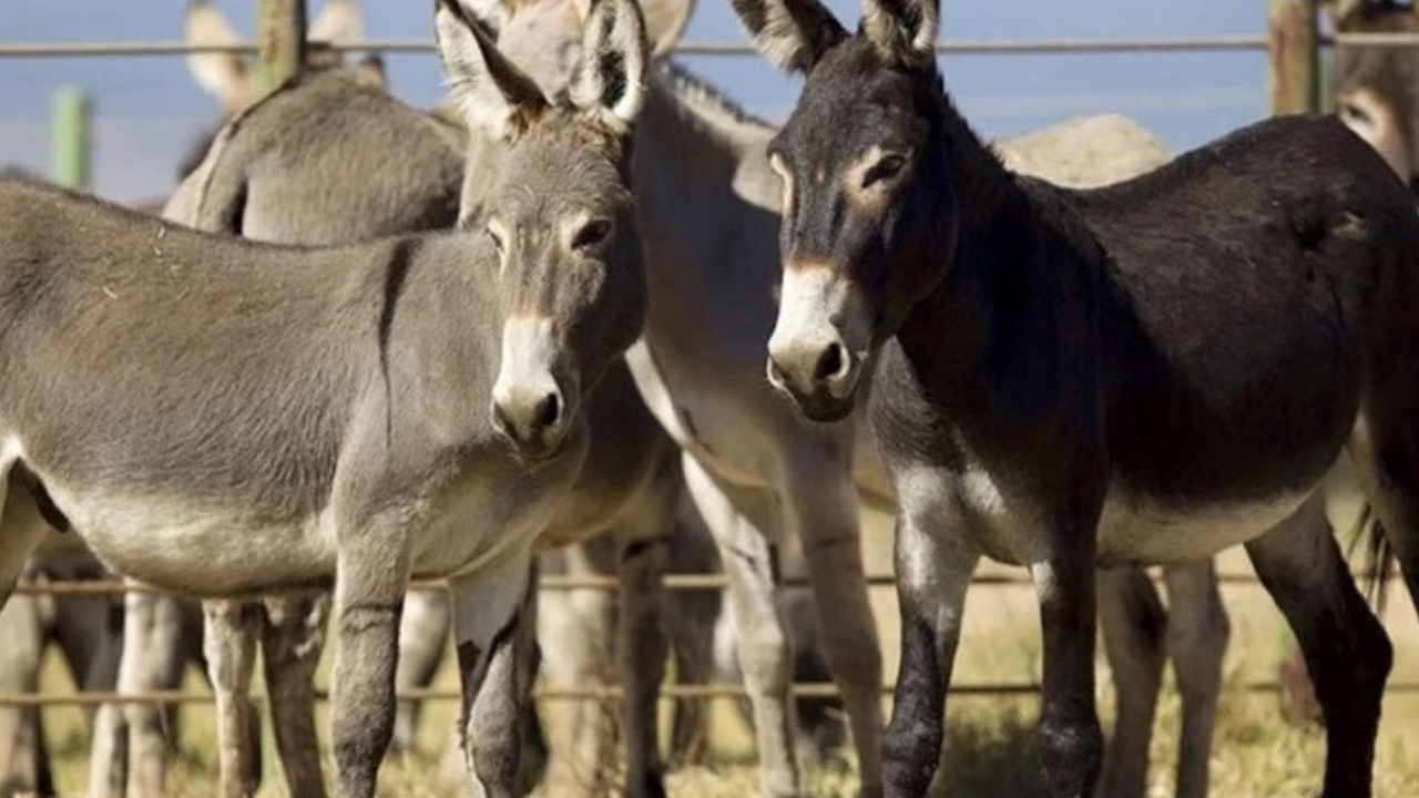 Chinese firms seek official approval to export donkey meat