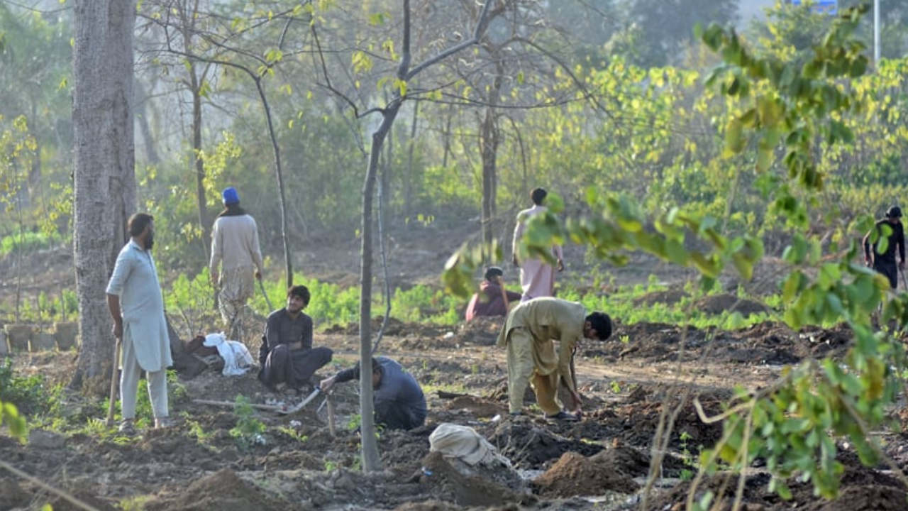 Tree-culling triggers public, political and legal storm in Islamabad
