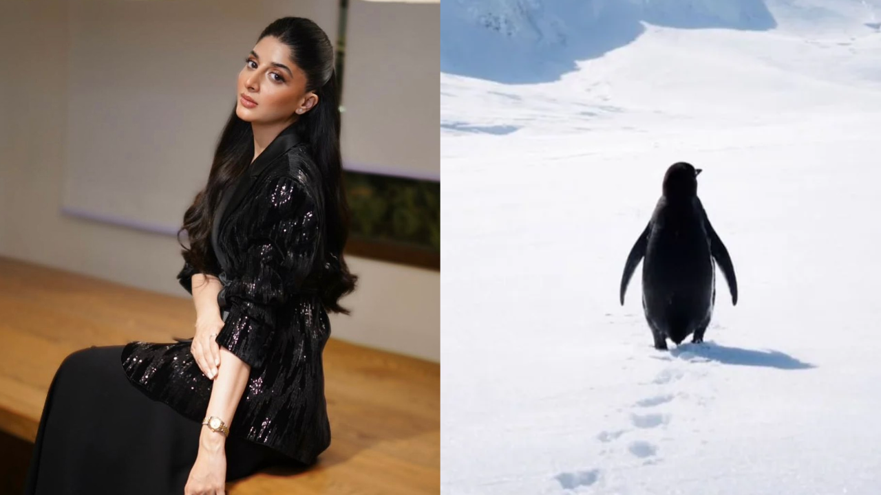 Mawra Hocane draws parallel between career move and viral penguin clip