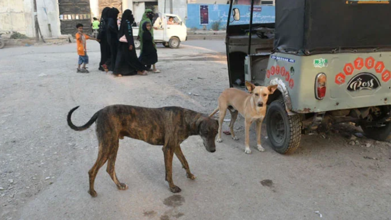 Sindh reports first rabies death of 2026 as eight-year-old girl dies in Sanghar