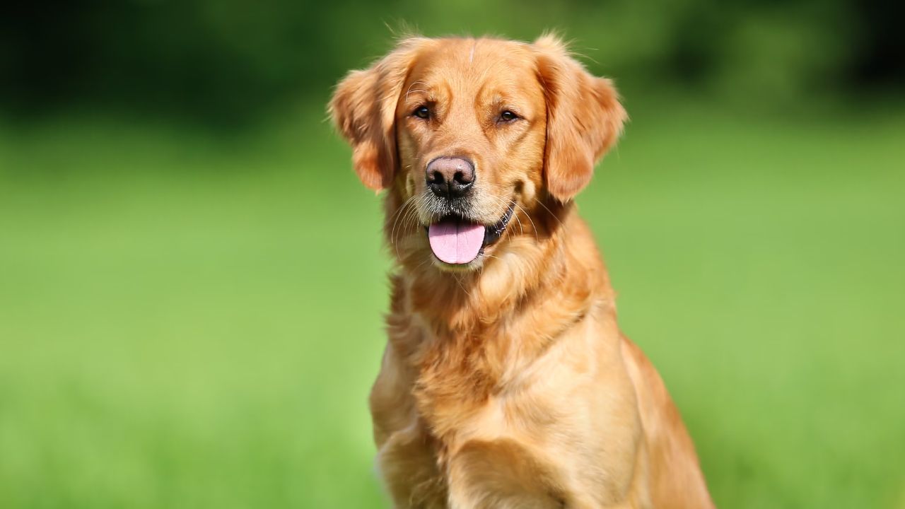 Siblings beaten by 17 people for defending pet dog